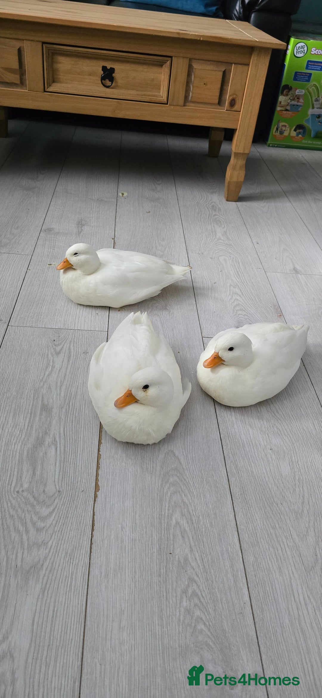 Ducks poultry for sale: 3 18+ weeks old female call ducks  - Image 1