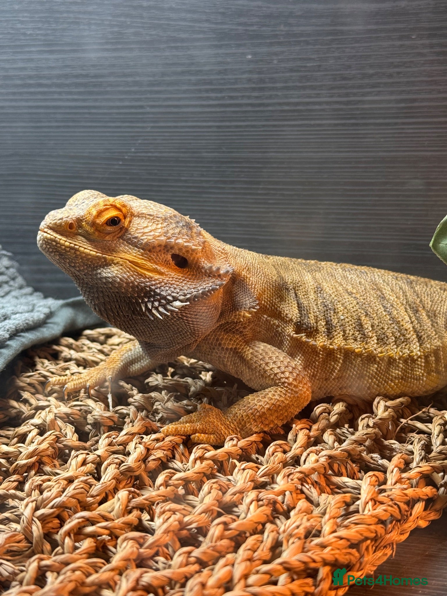 Bearded Dragon reptiles Bearded dragon  - Advert 1