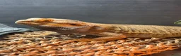 Bearded Dragon reptiles for sale: Bearded dragon  - Advert 1
