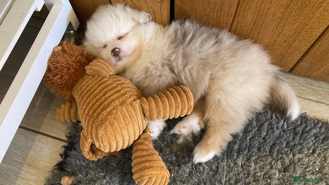 Pomeranian dogs for sale: Stunning litter of 6 Pomeranian Pups - Advert 13