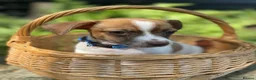 Jack Russell dogs for sale: Adorable mini Jack Russell babies  - Advert 4