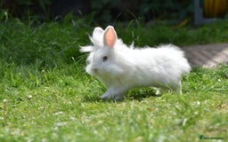 Mixed Breed rabbits for sale: 6 Month Old Lionhead x Angora Does - Image 11