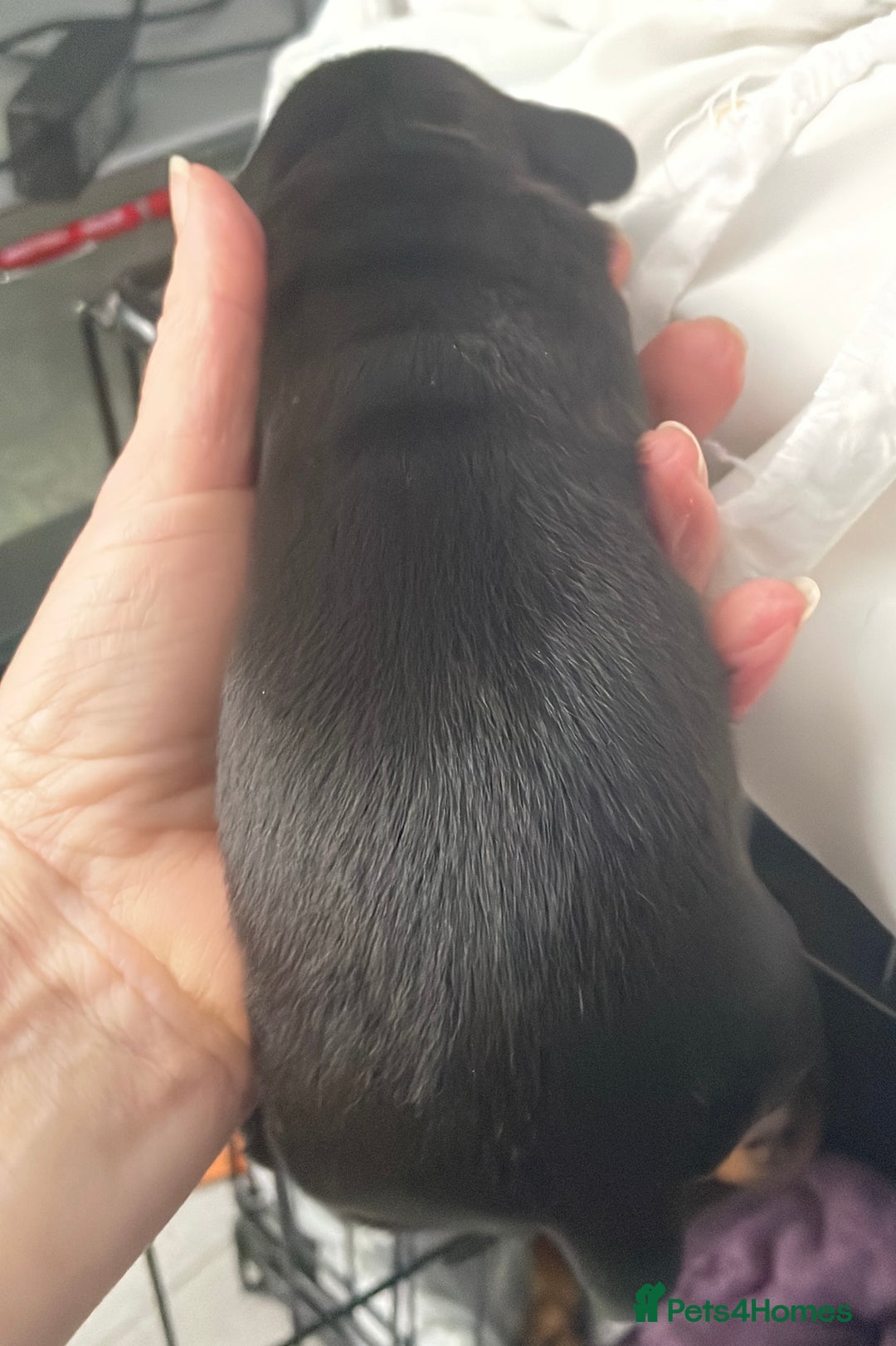 Dachshund dogs for sale: Dachound puppies - Advert 6