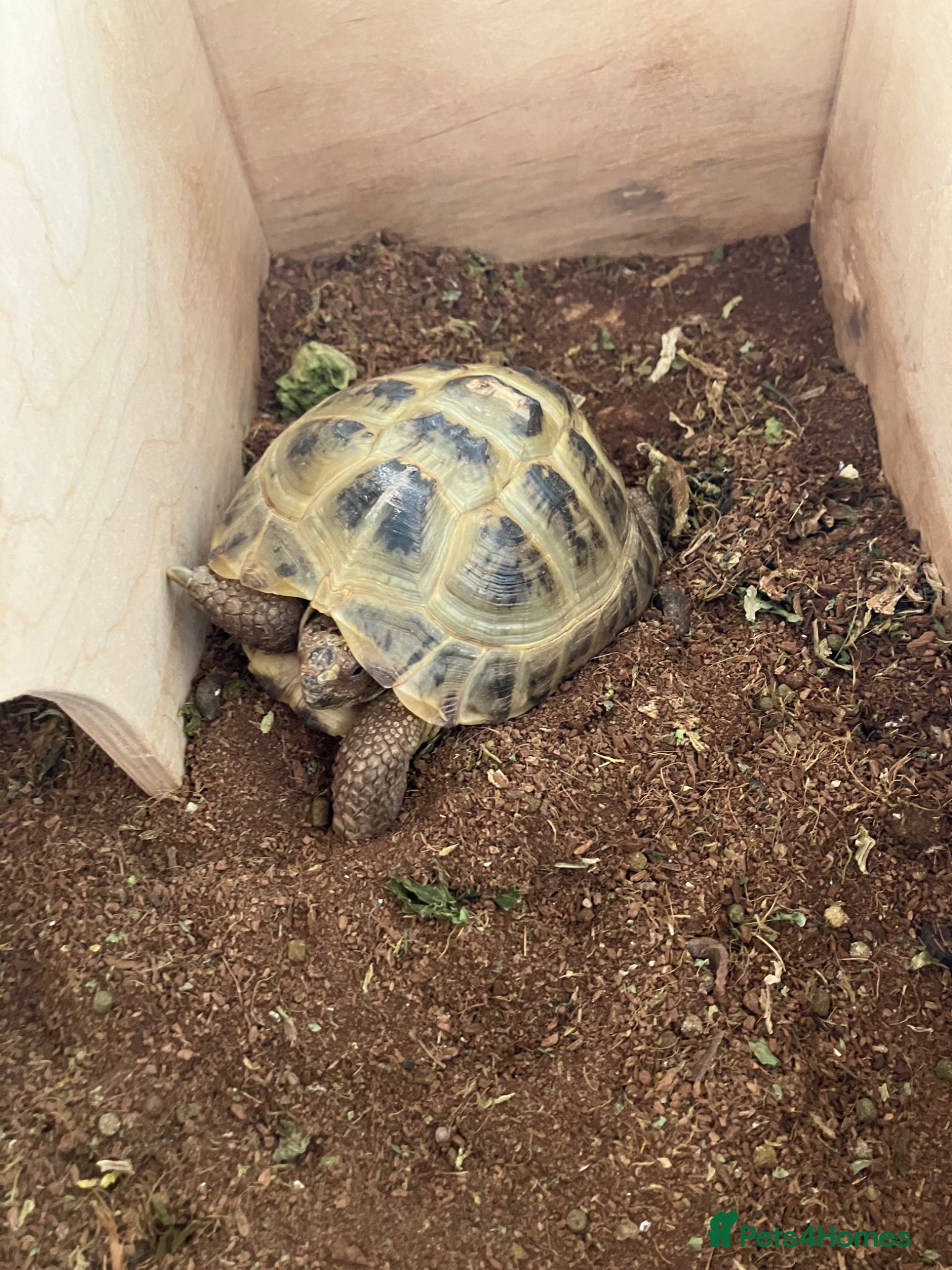 Tortoise reptiles Horsefield tortoises  - Advert 1