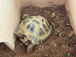 Tortoise reptiles Horsefield tortoises - Advert 1