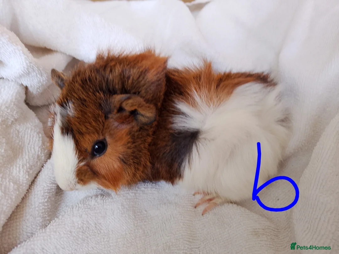 Guinea Pig rodents for sale: Several boars looking for new homes - Advert 1
