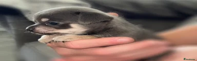 Chihuahua - Arlo 
