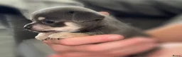 Chihuahua dogs for sale: Small Apple Head Chihuahua Beauty’s - Advert 2