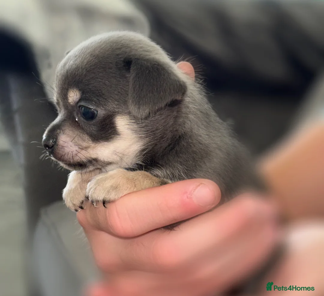 Chihuahua dogs for sale: Small Apple Head Chihuahua Beauty’s - Advert 2