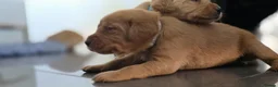Labrador Retriever dogs for sale: Little Labradors, Ready for Their Next Adventure in Derby - Advert 36