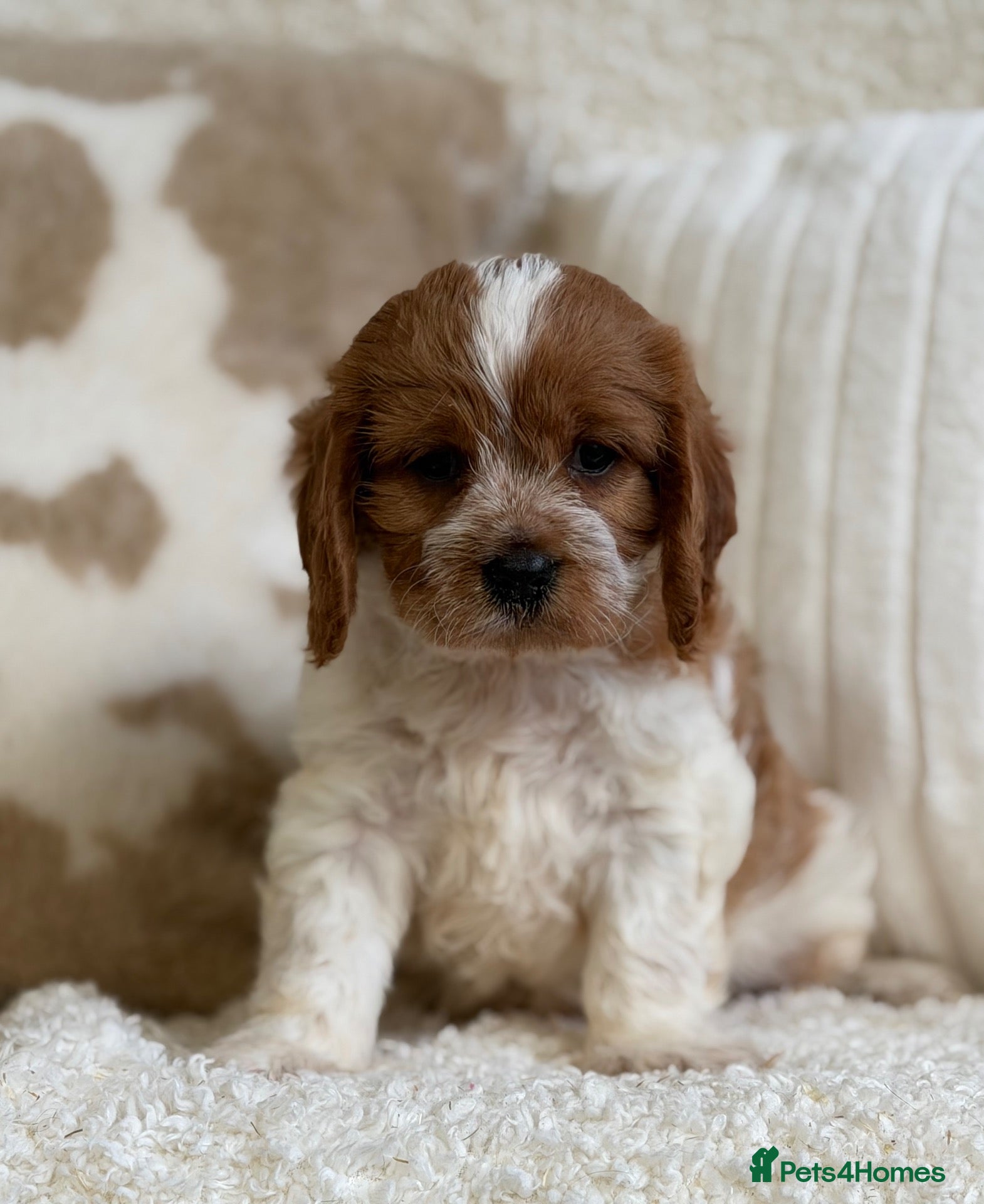 Cavapoochon dogs Beautiful Cavapoochon puppies  - Advert 2