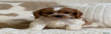 Cavapoochon 3