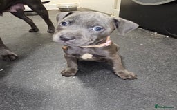 Staffordshire Bull Terrier dogs for sale: blue staffy puppies  - Image 1
