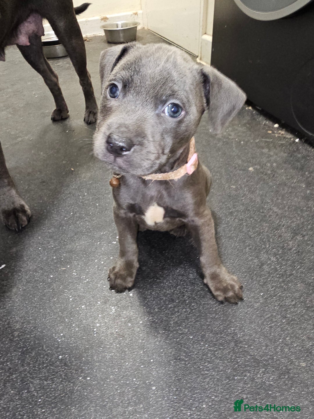 Staffordshire Bull Terrier dogs for sale: blue staffy puppies  - Image 1