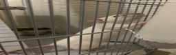 Rat rodents for sale: Two Young Female Rats in Norwich - Advert 5