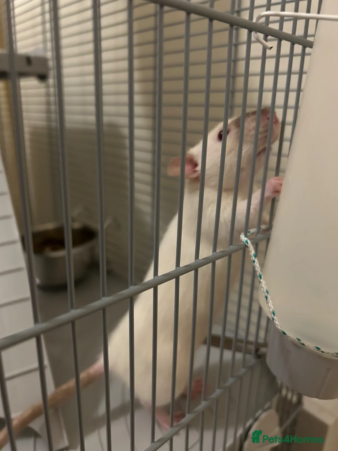 Rat rodents for sale: Two Young Female Rats in Norwich - Advert 5