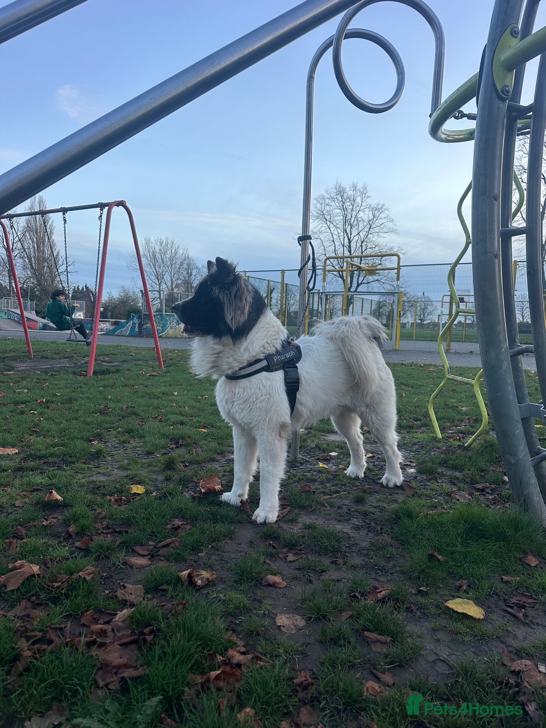 Caucasian Shepherd Dog dogs for stud: Strong Caucasian Shepherd Male for Stud - Advert 7