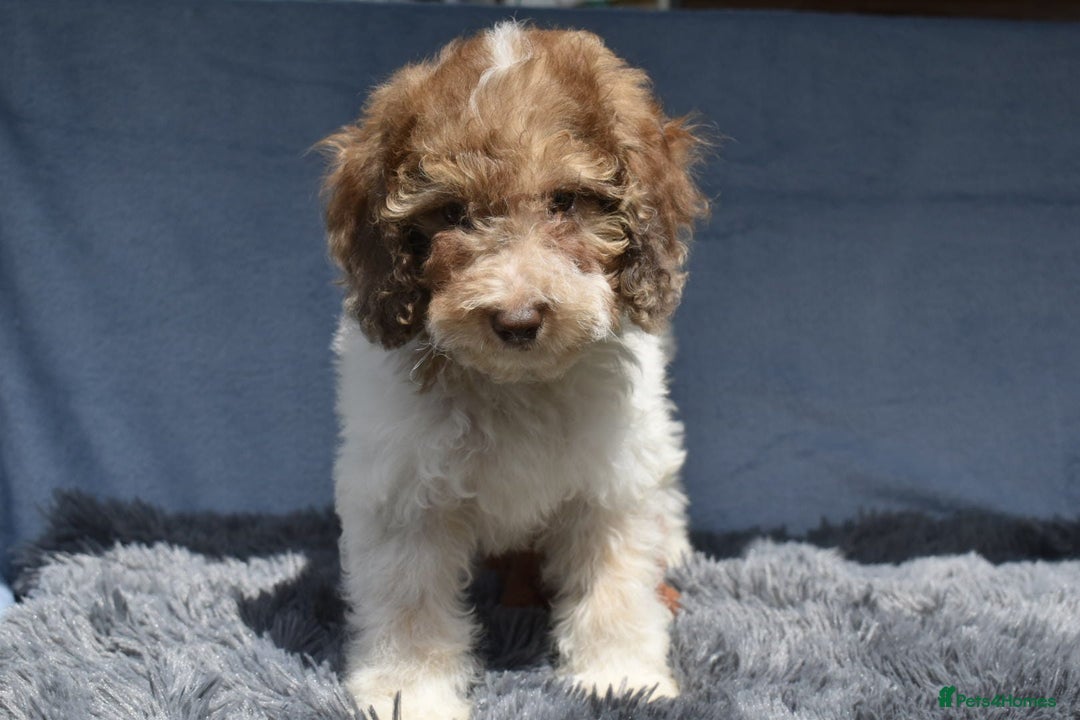 Cavapoo dogs for sale: F1b Cavapoo Puppies – DNA Tested in Rugby - Image 26