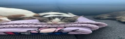 Domestic Shorthair cats for sale: Female kitten - Advert 5