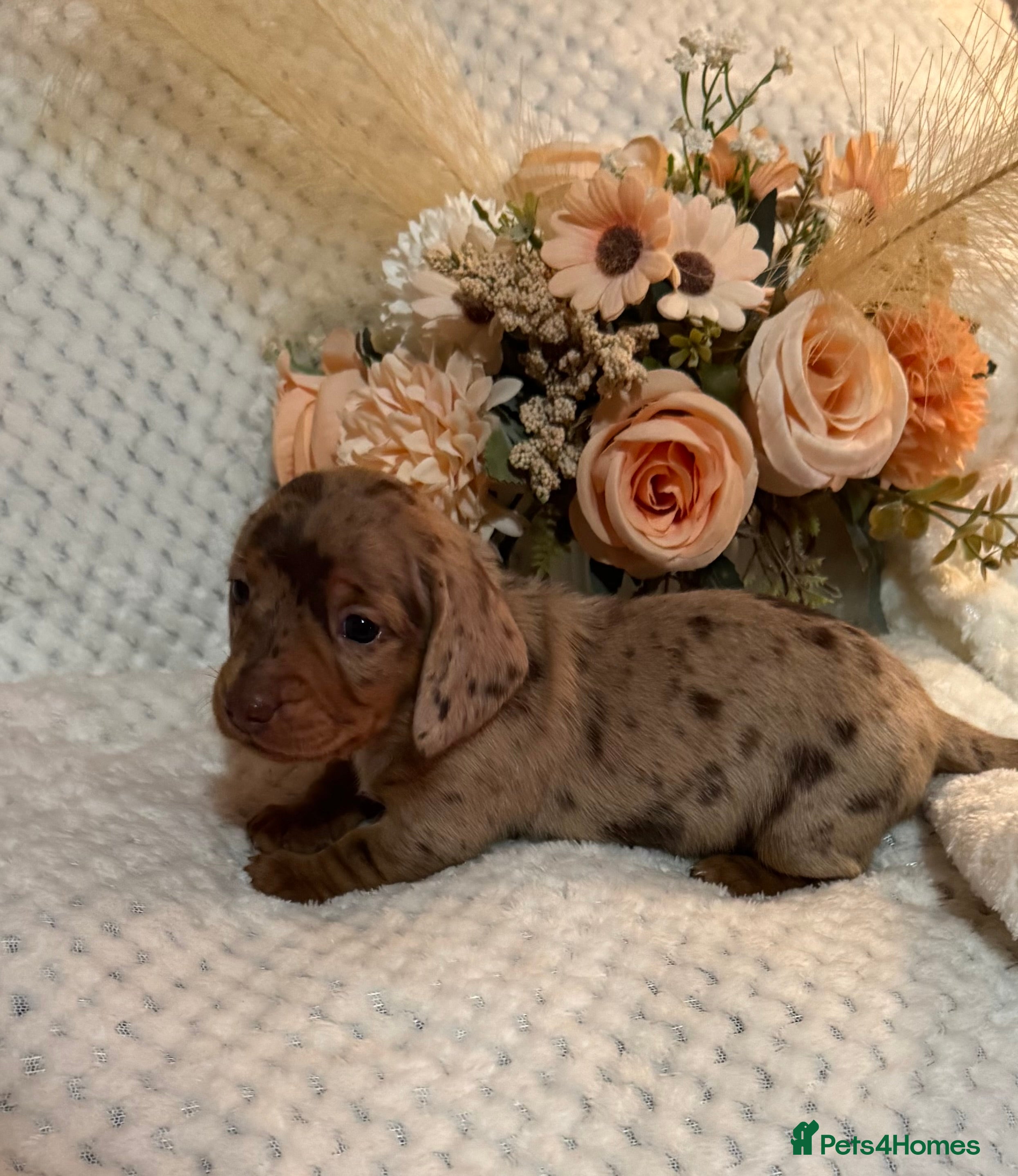 Miniature Dachshund dogs BEAUTIFUL KC MINI DACHSHUND READY TO LEAVE 23/12   - Advert 1