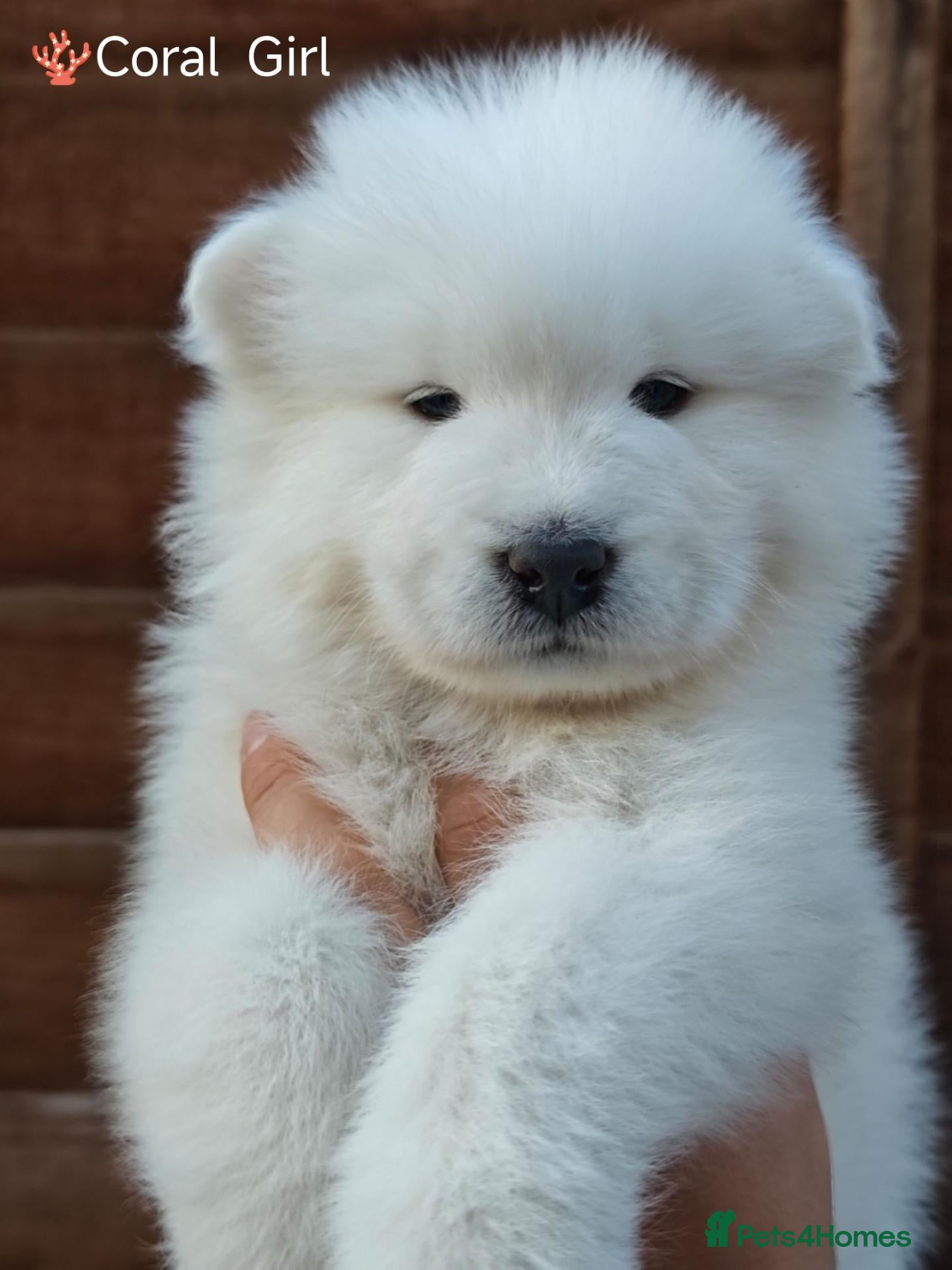 Samoyed dogs Exceptional pedigree puppies. - Advert 2