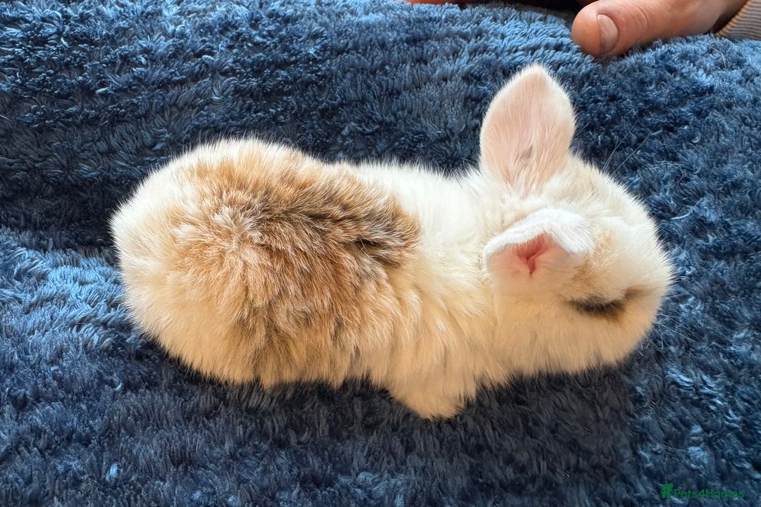 Mini Lop rabbits for sale: Pure Bred Mini Lop babies - Advert 31