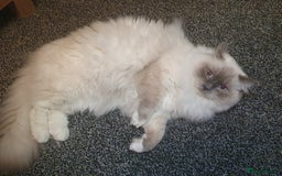 Ragdoll cats for sale: traditional Mitted ragdoll’s - Image 14