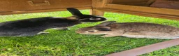 Mixed Breed rabbits for sale: 2 Mixed Breed Male Rabbits - Advert 4