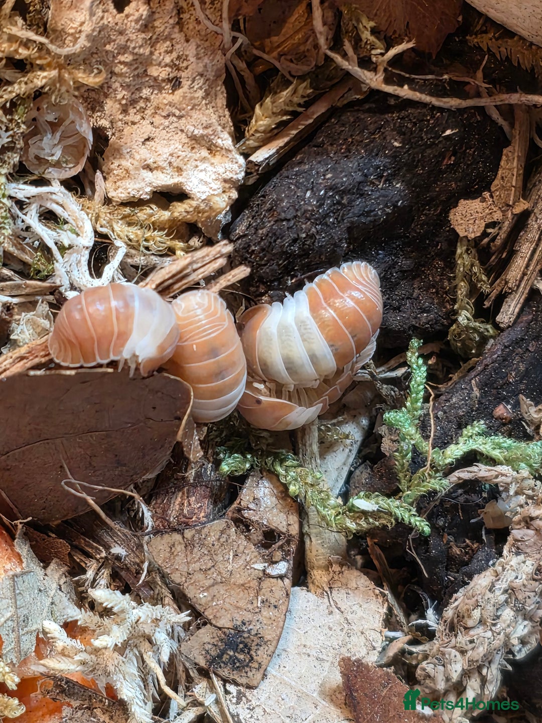 Mixed Breed invertebrates for sale: Isopods for sale! Pets and clean up crew  - Advert 3