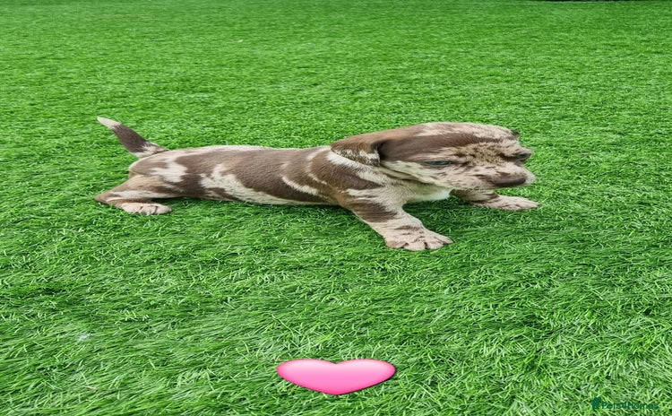 Mixed Breed dogs - Advert 15