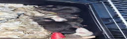 Rat rodents for sale: n 5 black with patch white belly and 5 girls left - Advert 4