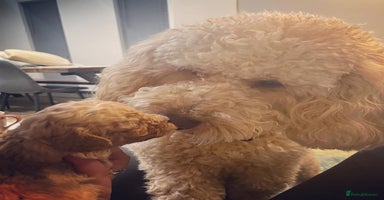 Poodle dogs - Advert 10