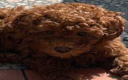 Toy Poodle dogs for sale: Teddi female 6’m old tiny Kc toy poodle  in Chichester - Image 9