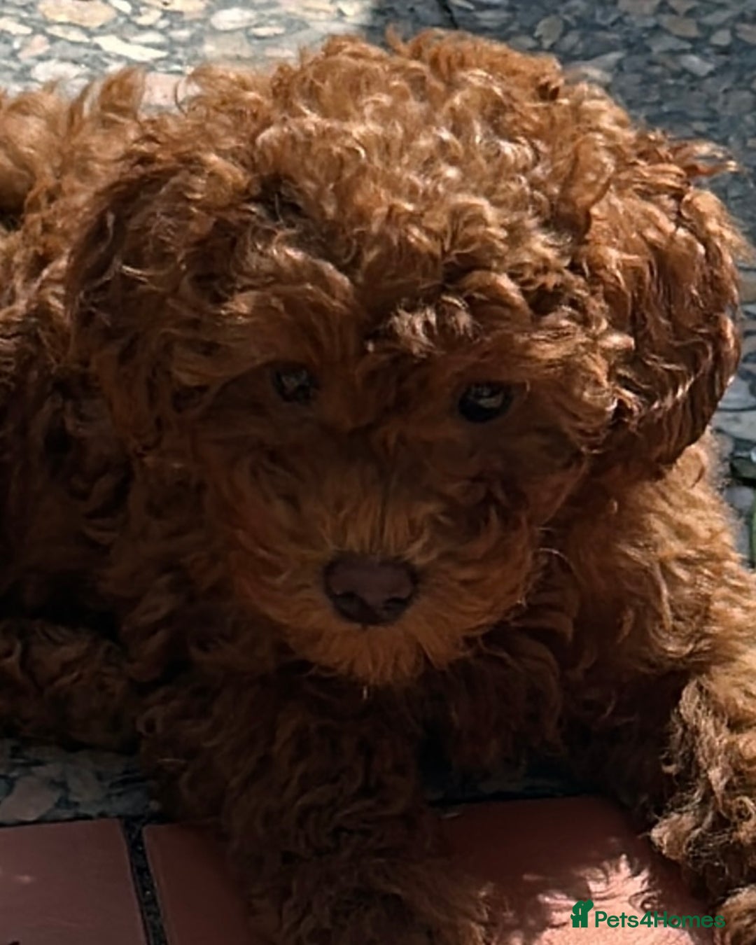 Toy Poodle dogs for sale: Teddi female 6’m old tiny Kc toy poodle  in Chichester - Image 9