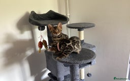 Bengal cats for sale: Bengal kittens READY NOW TICA reg pedigree  in Blandford Forum - Image 23