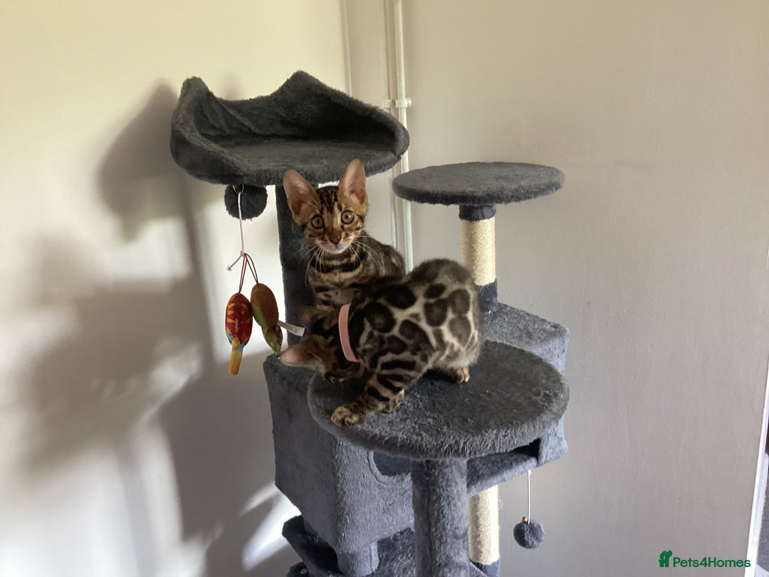 Bengal cats for sale: Bengal kittens READY NOW TICA reg pedigree  in Blandford Forum - Image 23