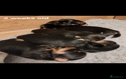 Yorkshire Terrier dogs for sale: YORKSHIRE TERRIER PUPPIES with OWN VET HEALTH CERT - Image 20