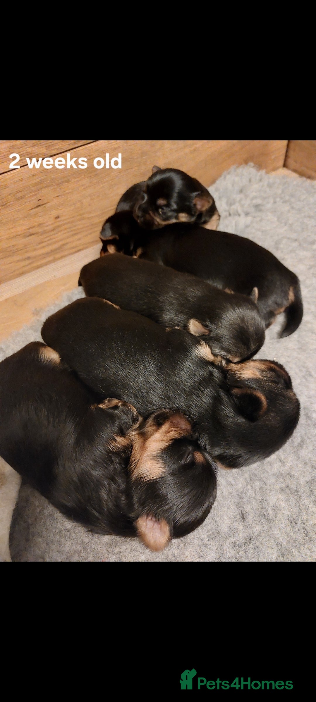 Yorkshire Terrier dogs for sale: YORKSHIRE TERRIER PUPPIES with OWN VET HEALTH CERT - Image 20
