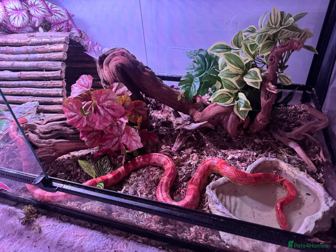 Corn Snake reptiles for sale: Amel Corn Snake High Red Line, Adult Male - Advert 8