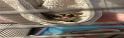Sugar Glider rodents for sale: Two beautiful sugargliders  in Stoke-on-Trent - Advert 5