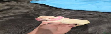 French Bulldog Puppy 5