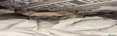 French Bulldog 3