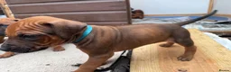 Rhodesian Ridgeback dogs for sale: Rhodesian Ridgeback Puppies - Advert 17