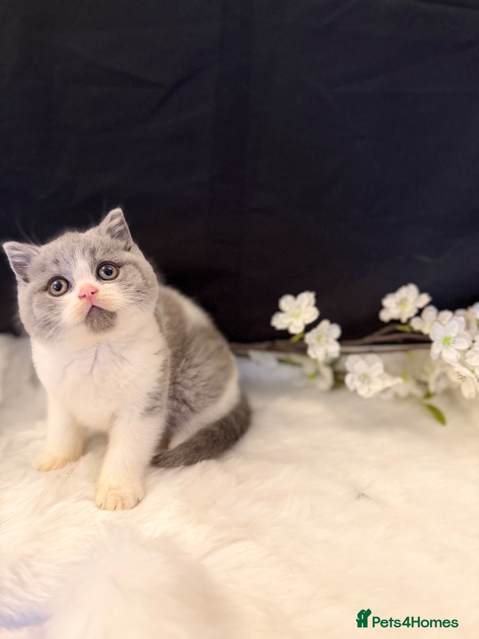 British Shorthair cats FULL PEDIGREE REGISTERED BSH - Advert 2