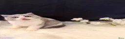 British Shorthair cats for sale: FULL PEDIGREE REGISTERED BSH - Advert 4