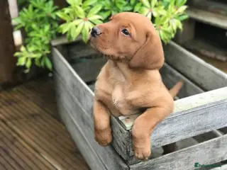 Labrador Retriever dogs KC Registered Fox Red Labrador Puppies - Advert 6