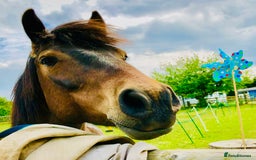 New Forest horses for sale: Sensible offers 13.2hh gelding - Image 2