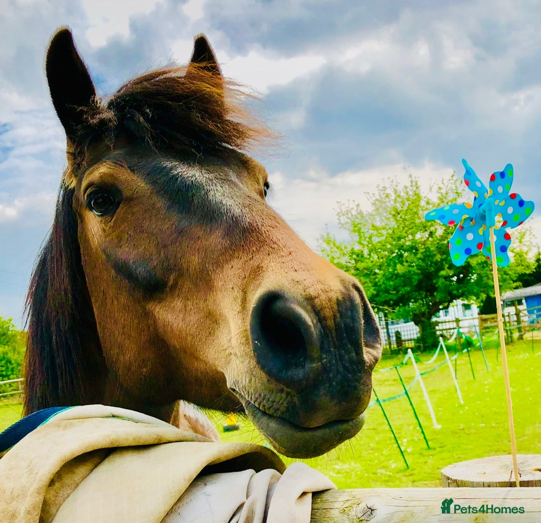 New Forest horses for sale: Sensible offers 13.2hh gelding - Image 2