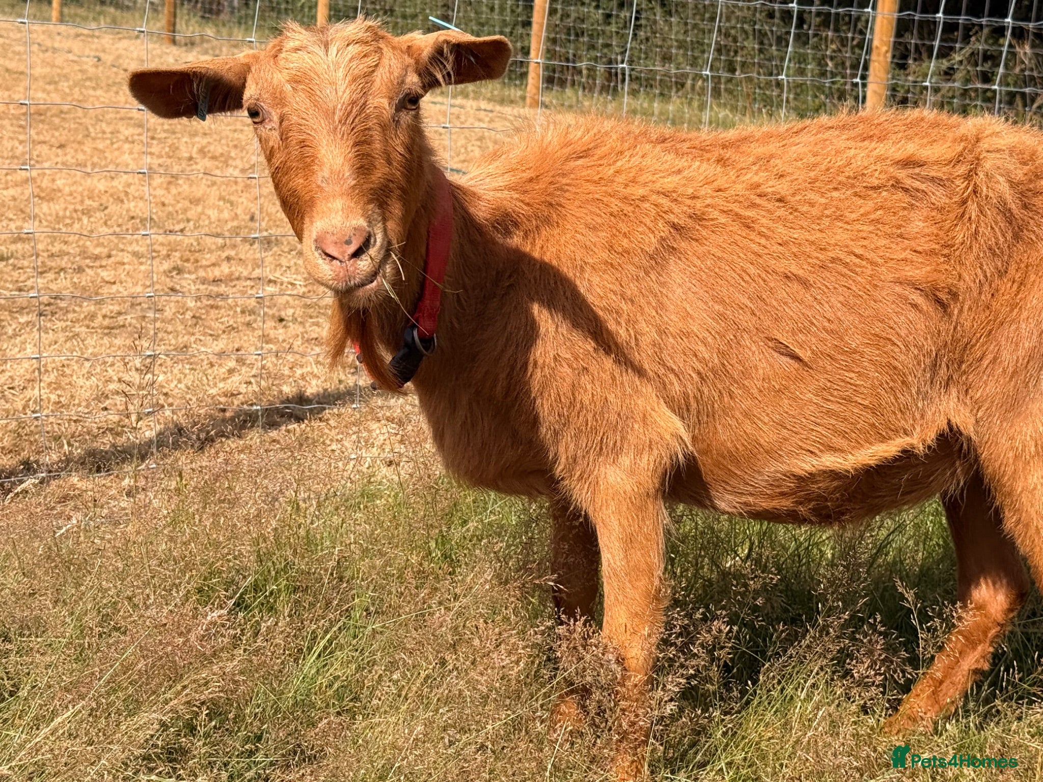 Goats livestock 2 Registered Disbudded British Guernsey Nanny’s  - Advert 13