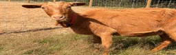 Goats livestock for sale: 2 Registered Disbudded British Guernsey Nanny’s  - Advert 1